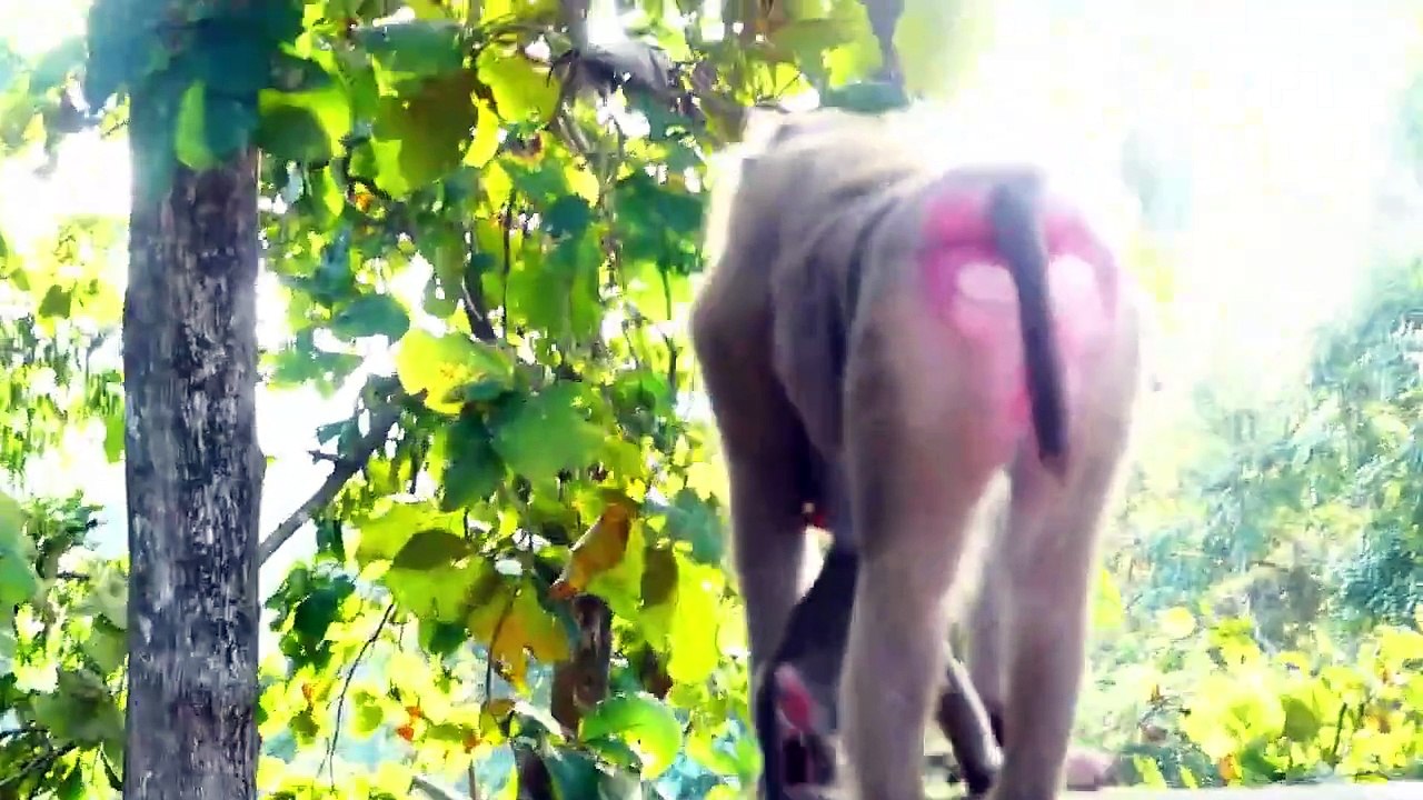 Cute Monaco showing charming face toward cameraman, Mother Molia is afraid of this action