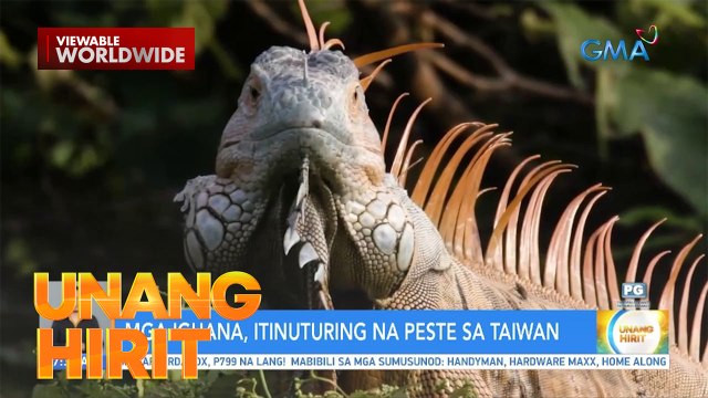 Part 2 ng 15th Anniversary ng Born to be Wild | Unang Hirit