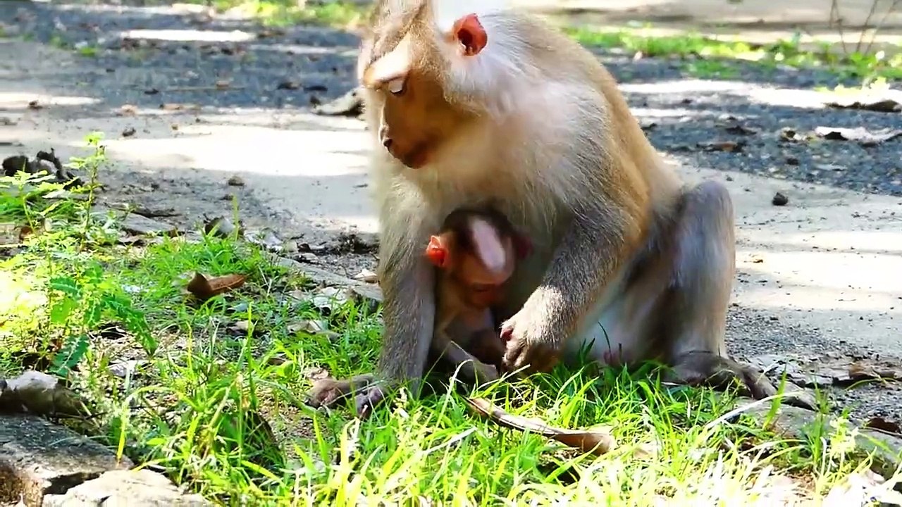 Cute Mother Allows Tiny Baby Walking In The Rough Ground