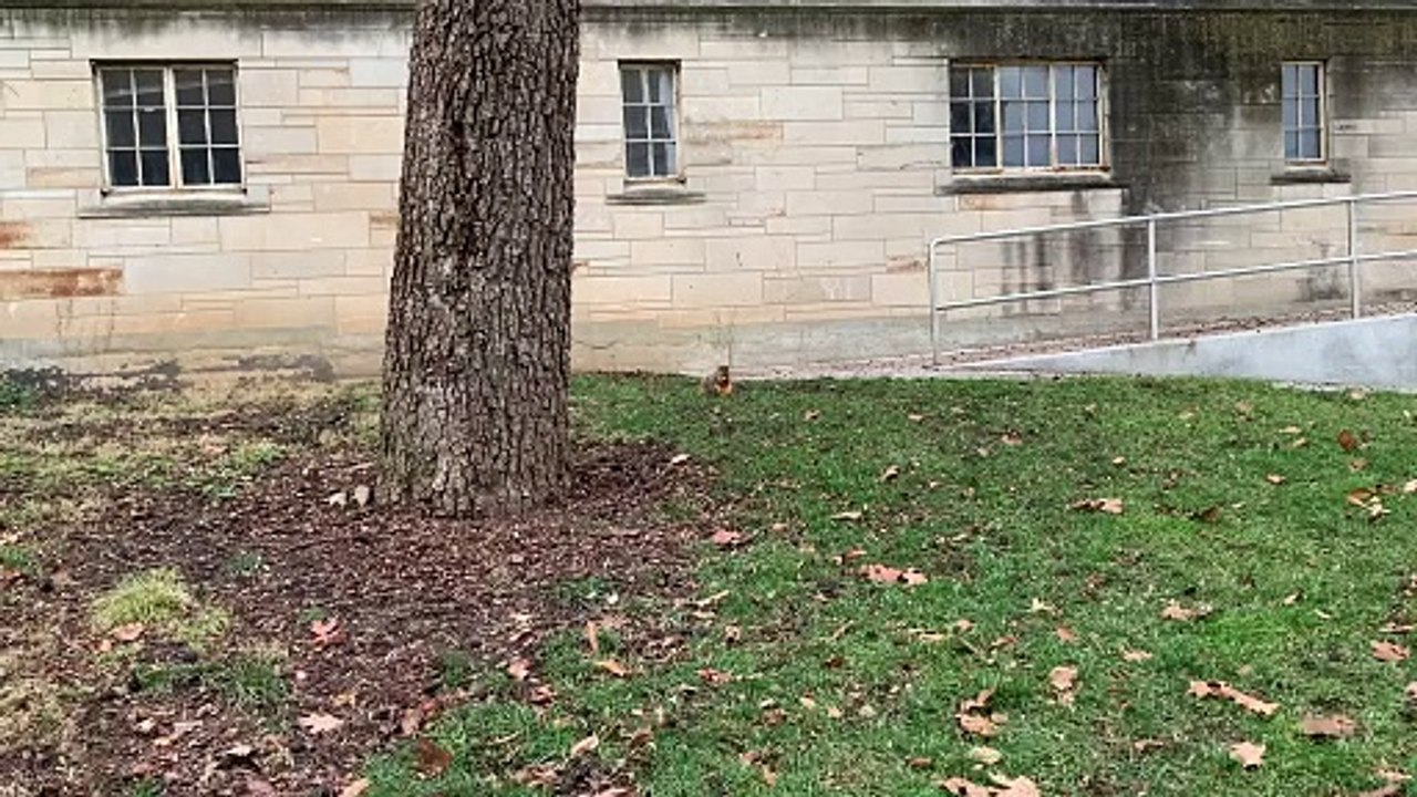 squirrel eating