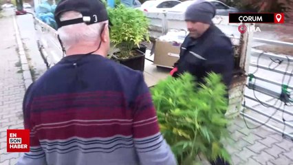 Çorum’da özel düzeneklerle apartman dairesini esrar bahçesine çevirmişler