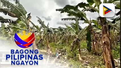 Panayam kay DA Spokesperson Asec. Arnel de Mesa