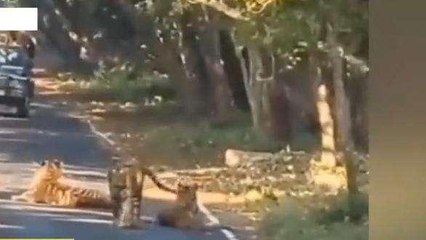 पीलीभीत: एक साथ तीन टाइगर पर्यटकों को नजर आए,वीडियो वायरल