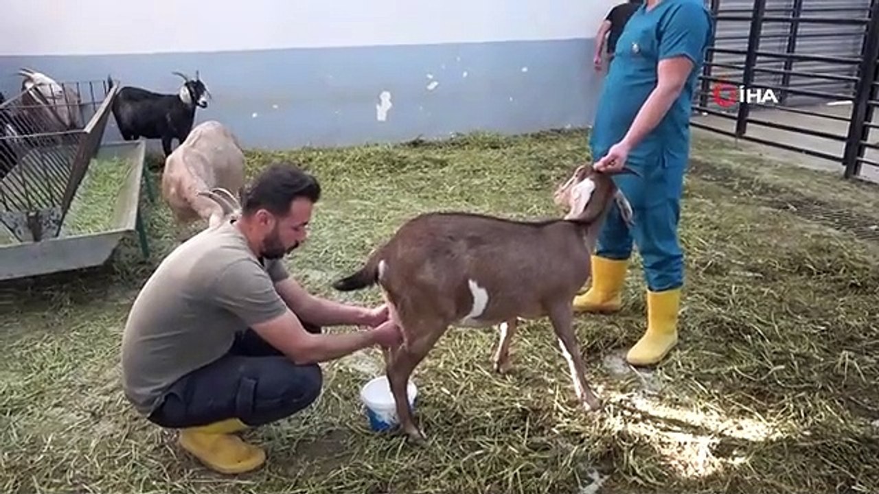 Siirt'te et ve süt verimi yüksek keçi ırkları melezlenecek