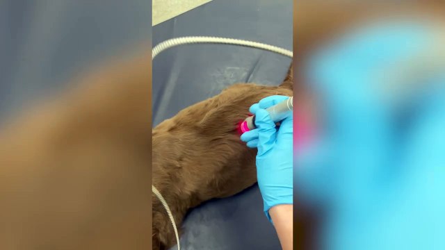 This is the moment adorable Derbyshire puppy learned to walk again after he paralysed in freak accident