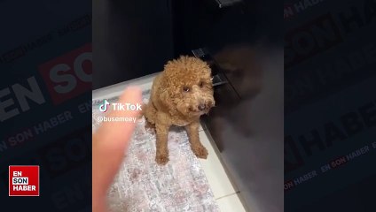 Lahmacun yediği için azarlanan köpek