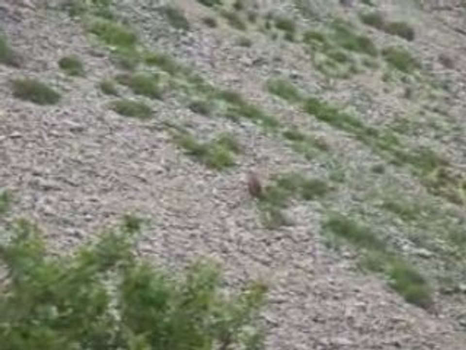 Chamois