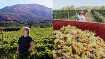 Rencontre avec Marie-Françoise Devichi, lauréate et vigneronne Corse engagée