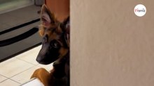 Cerca ovunque il suo Pastore Tedesco: quando vede dove è non smette di ridere (Video)