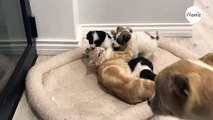Gatta adotta una cucciolata di cani e se ne è subito pentita! (Video)