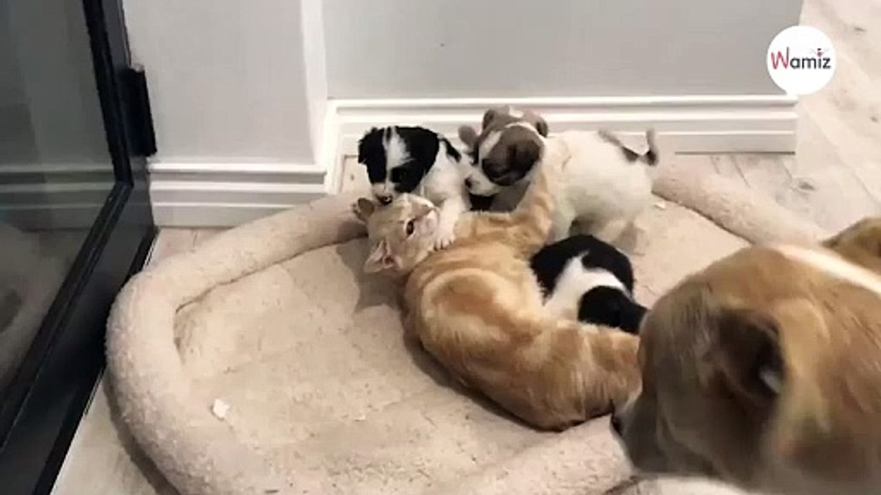 Gatta adotta una cucciolata di cani e se ne è subito pentita! (Video)
