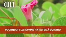 Pourquoi ? La ravine des Patates à Durand