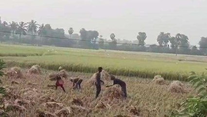 కాకినాడ జిల్లా: తుపాను ఎఫెక్ట్.. రైతుల్లో కలవరం