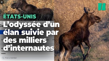 Le périple de cet élan nommé Rutt qui traverse les États-Unis est suivi par des milliers d’internautes