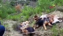 Bilecik'te 14 köpeğin ölümüne ilişkin 4 kişi gözaltına alındı