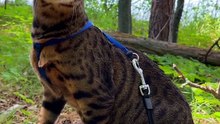 Cats chirp to imitate bird sounds and appear less of a threat to prey