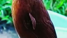sounds Birds - bird noises to attract birds- bird calling sound -bird songs