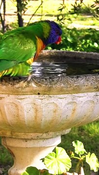 Birds sounds in the garden, Sounds Relaxing Bird Sounds for Sleeping Calming Birds Chirping Ambience