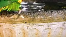 Birds sounds in the garden, Sounds Relaxing Bird Sounds for Sleeping Calming Birds Chirping Ambience