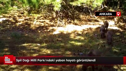 Spil Dağı Milli Parkı’ndaki yaban hayatı görüntülendi