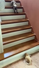 Kitten Takes a Tumble Down Stairs