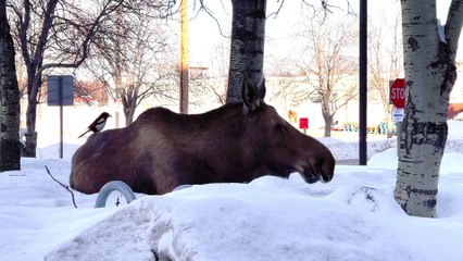Magpie Harvests Hair From Moose's Rear