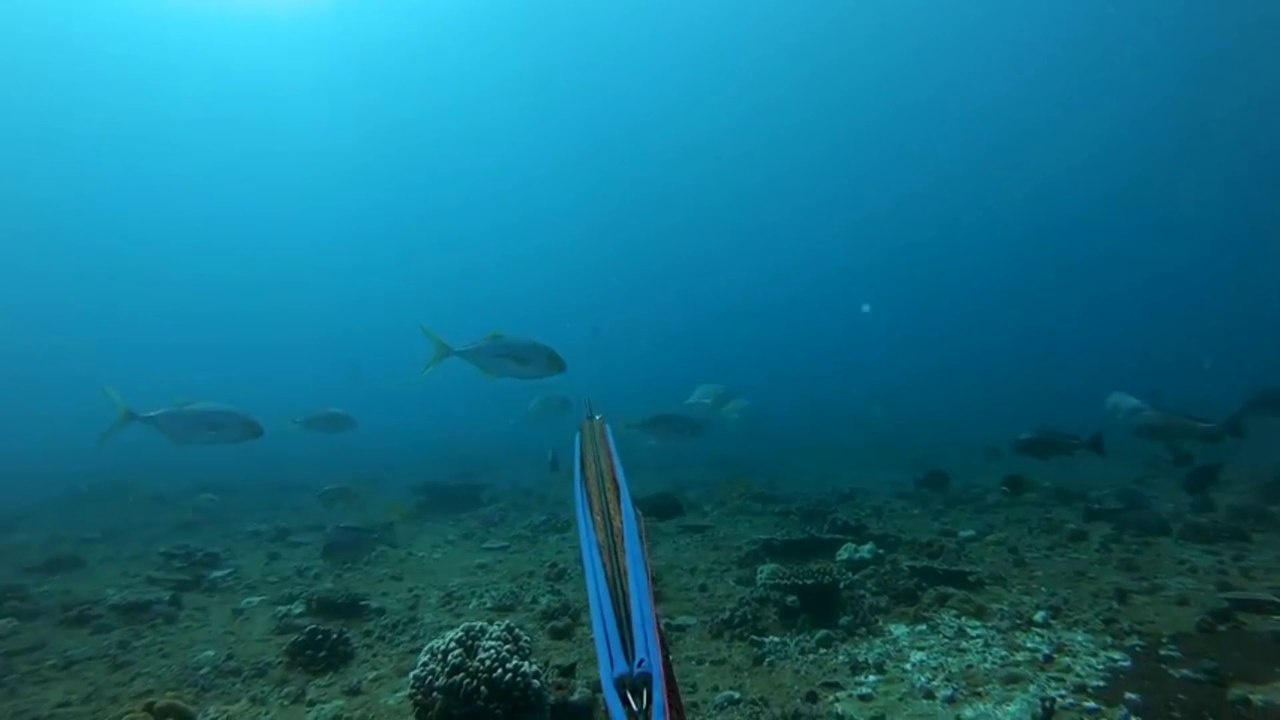 A day spearfishing remote Australian island. Catch and cook. Amazing  whales