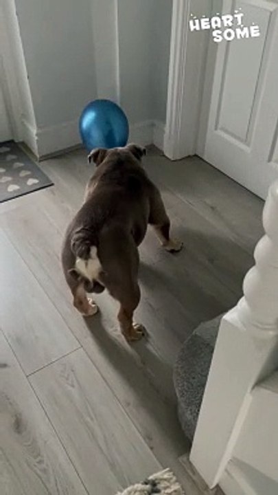 Wholesome Bulldog Antics: Determined Balloon Popping Adventure || Heartsome 