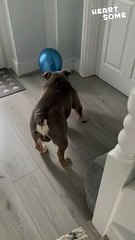 Wholesome Bulldog Antics: Determined Balloon Popping Adventure || Heartsome 