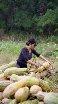 Today I plucked Ash Gourd from the field and fed it to all the animals and then prepared a very tasty vegetable. I have cooked it at home.