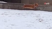 Dachshund discovers snow for first time; his reaction amazes everyone (video)