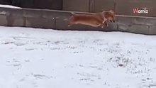 Cagnolina scopre la neve per la prima volta: 11 milioni di persone incantate  dalla sua reazione (Video)