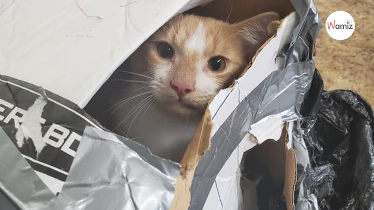 10Jähriger sieht wie ein Mann einen Karton ins Wasser schleudert Er zögert keine Sekunde720