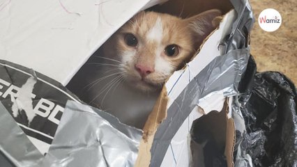 10Jähriger sieht wie ein Mann einen Karton ins Wasser schleudert Er zögert keine Sekunde720