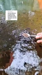 Jaga suhu air kolam, jangan sampai terlalu panas juga jangan terlalu dingin