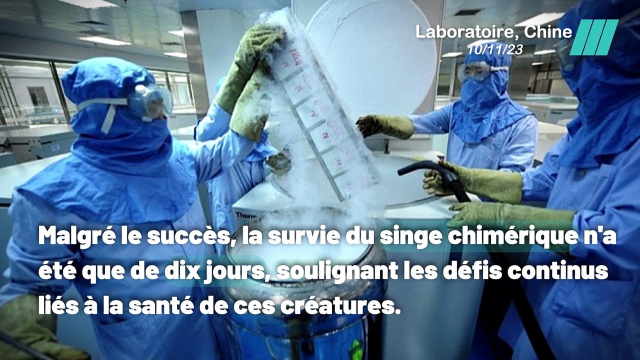 Des doigts lumineux et des yeux verts : naissance en Chine d'un singe chimère inédit