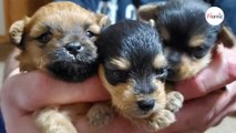 «Mai visto nulla di simile»: un rifugio salva 3 cuccioli della stessa cucciolata, un mese dopo la sorpresa