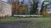 Transhumance des moutons