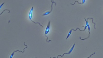 These little organisms could be the secret behind your health struggles
