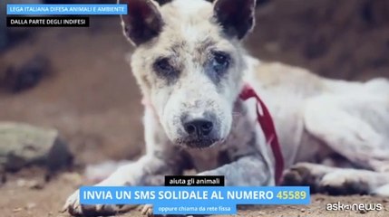 Leidaa, fino al 2 dicembre campagna sms solidale