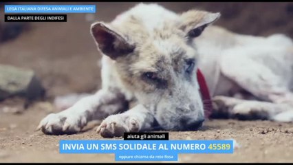 Leidaa, fino al 2 dicembre campagna sms solidale