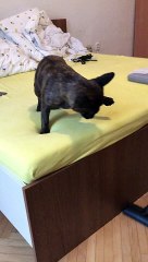 French Bulldog Battles Against the Vacuum