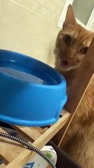 My Cat Doesn’t Know How to Drink Water