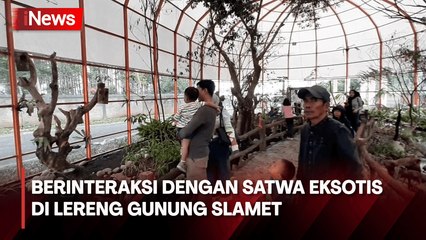 Jalan-Jalan ke Lereng Gunung Slamet Sambil Berinteraksi dengan Satwa Eksotis