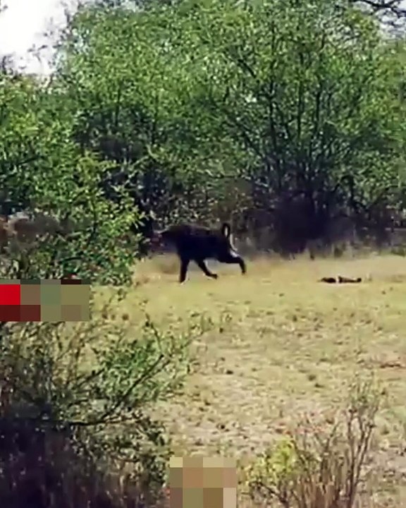 LIONS Act of COWARDICE COWARD LIONS Assaulting BABOON Brave Baboon Fights Alone