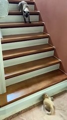 Kitten Takes a Tumble Down Stairs