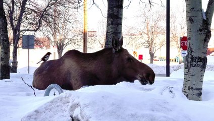 Magpie Harvests Hair From Moose's Rear