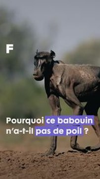Pourquoi ce babouin est-il sans poil ? #alopecie #science
