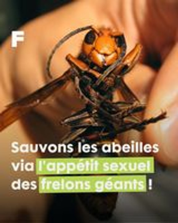 Protégeons nos abeilles en contrecarrant l'appétit sexuel des frelons asiatiques géants !