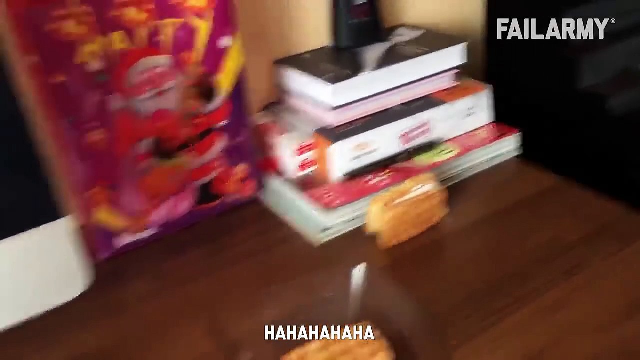Funny Cat Fails Funny Cat Compilation - FailArmy